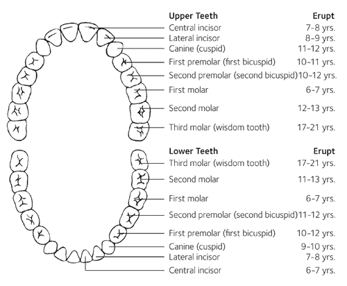 dental chart