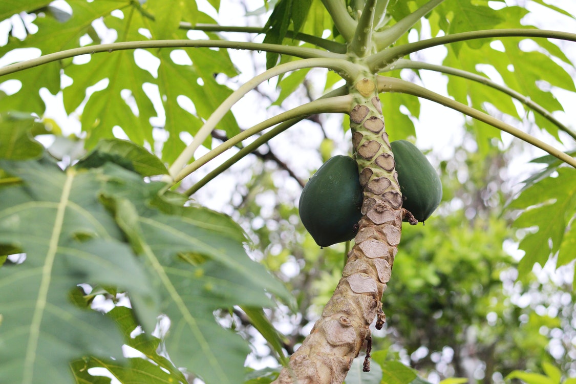 green papaya