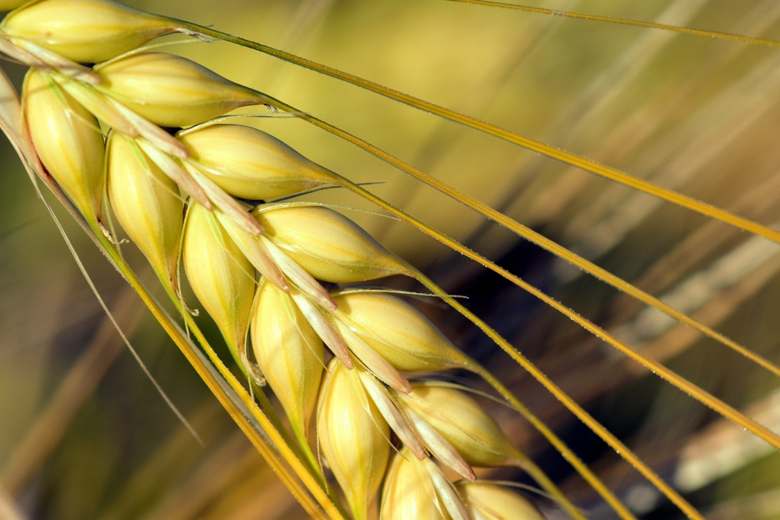 barley harvest