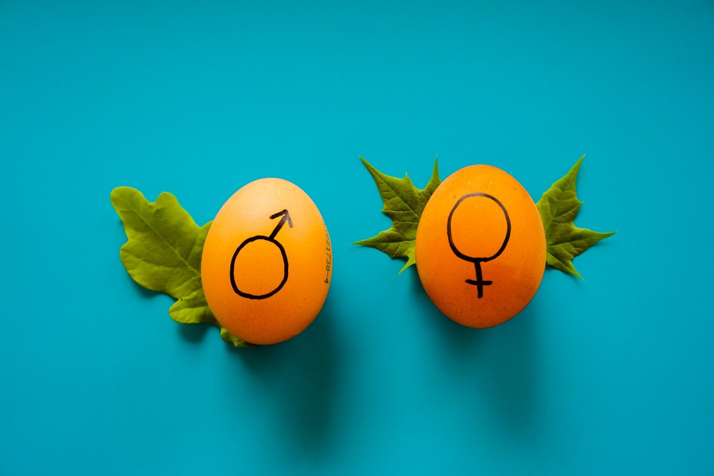 eggs gender reveal