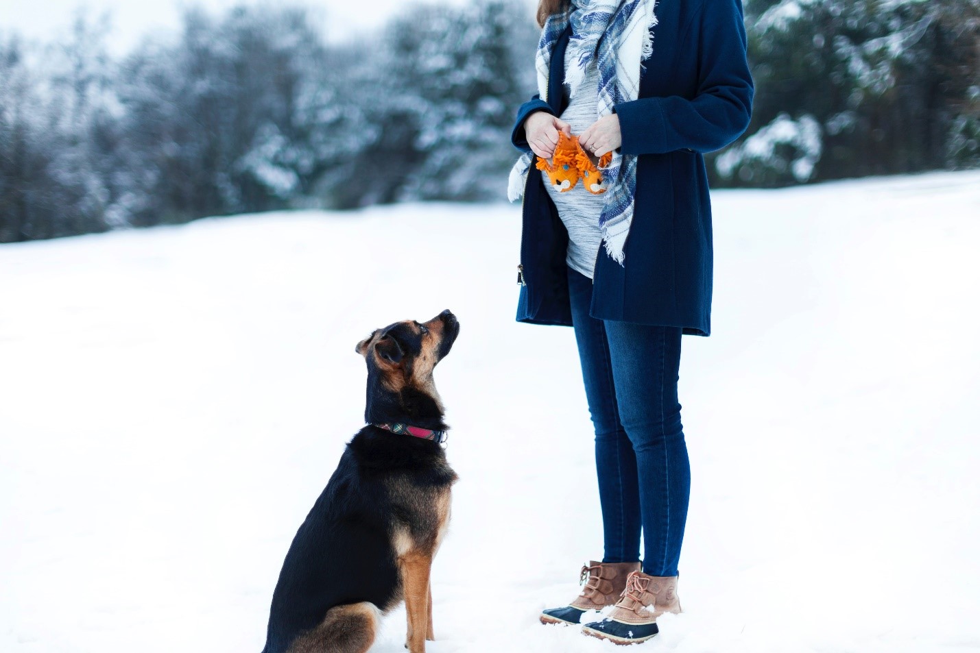 pregnant lady dog