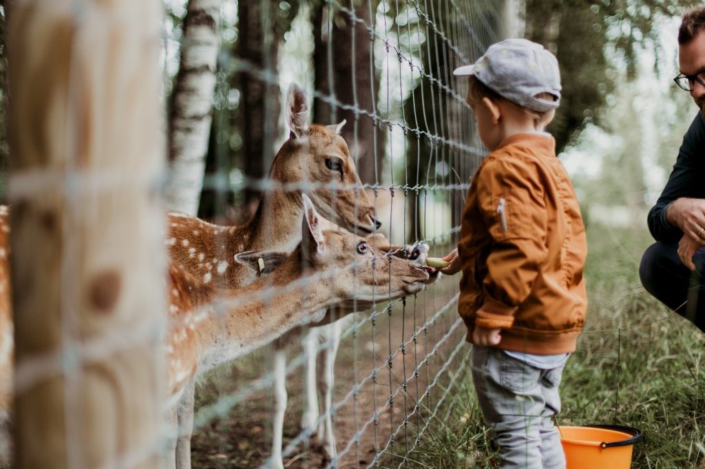 child playing with giraffe