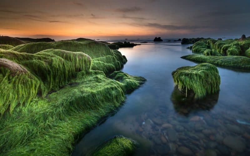 rock covered with green moss