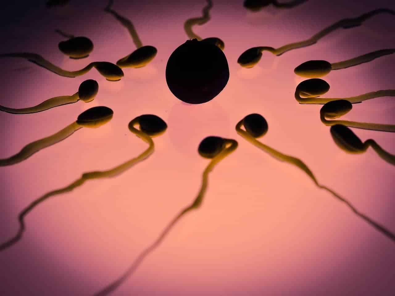 egg cell sperm cells