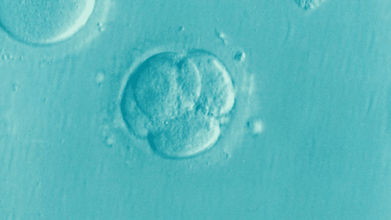 embryo cell ovulation