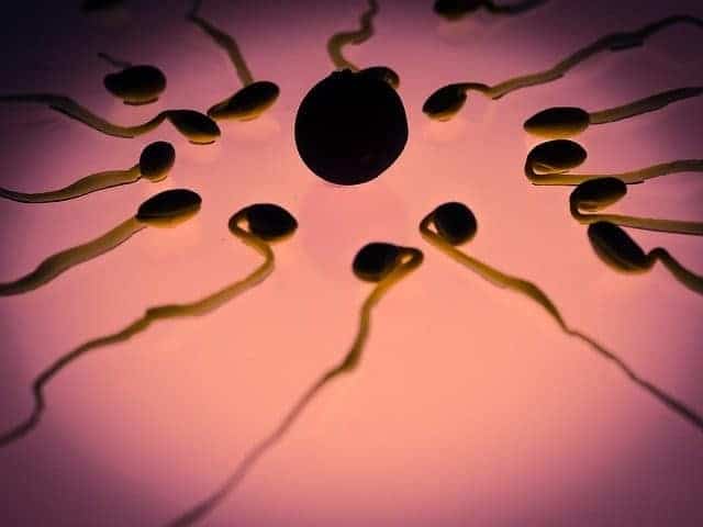 sperm cells