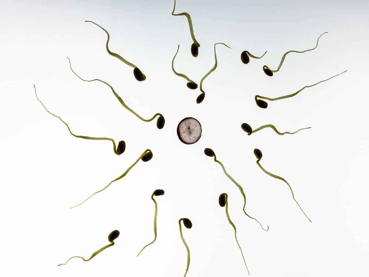 sperm cell