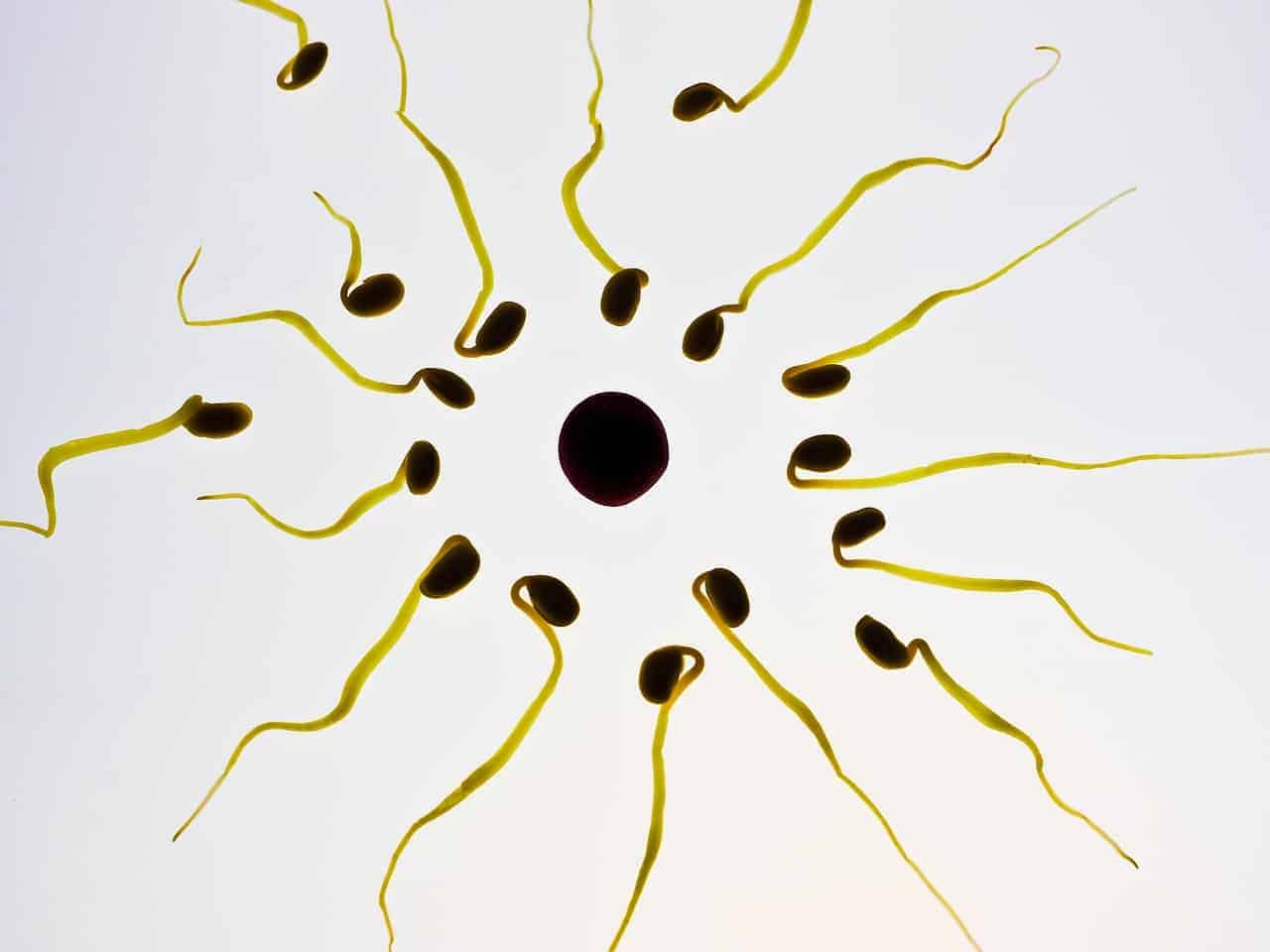 sperm cells microscope