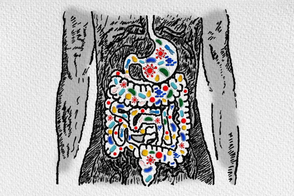 gut microbiome