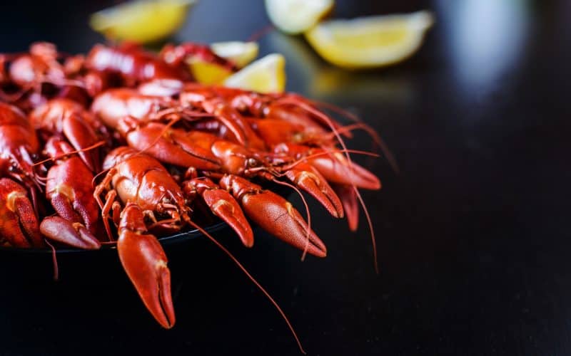 crawfish