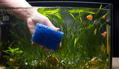 hand cleaning fish tank