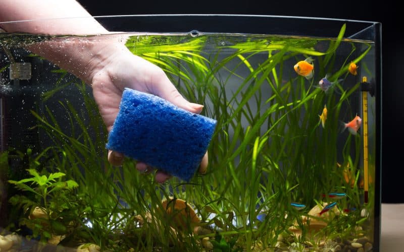 hand cleaning fish tank