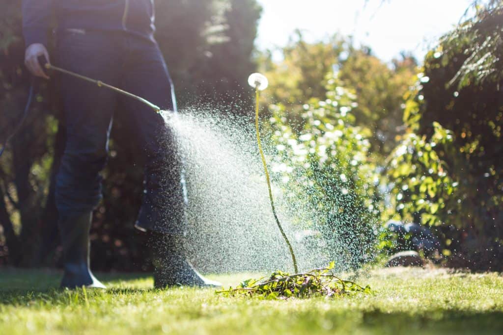 man sprinkling water on a plant