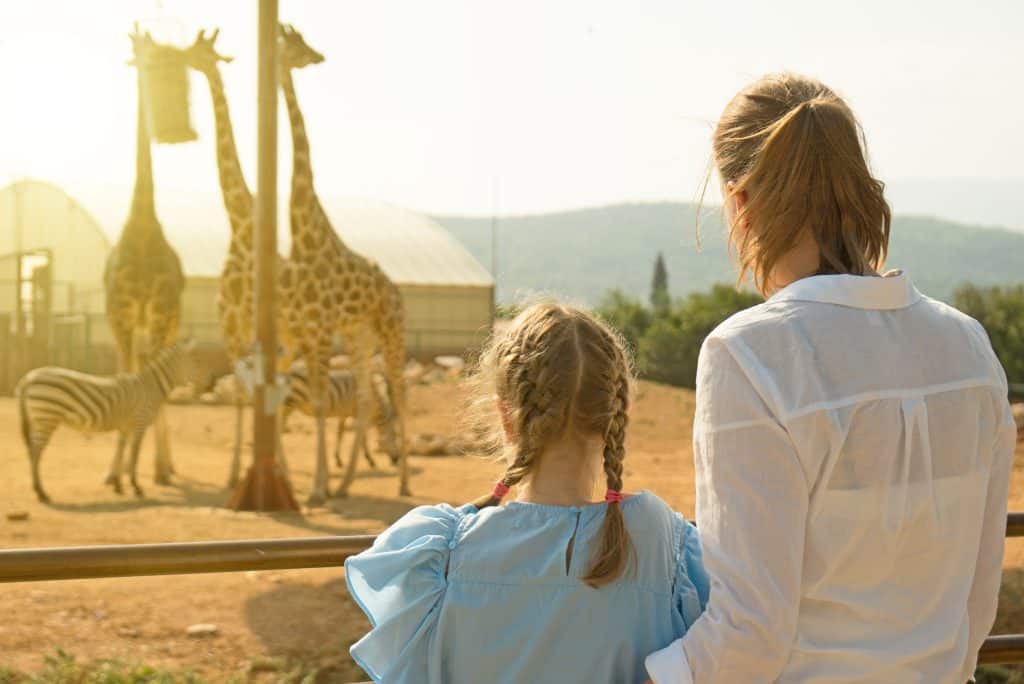 Is it Safe to Visit the Zoo While Pregnant? (Explained)