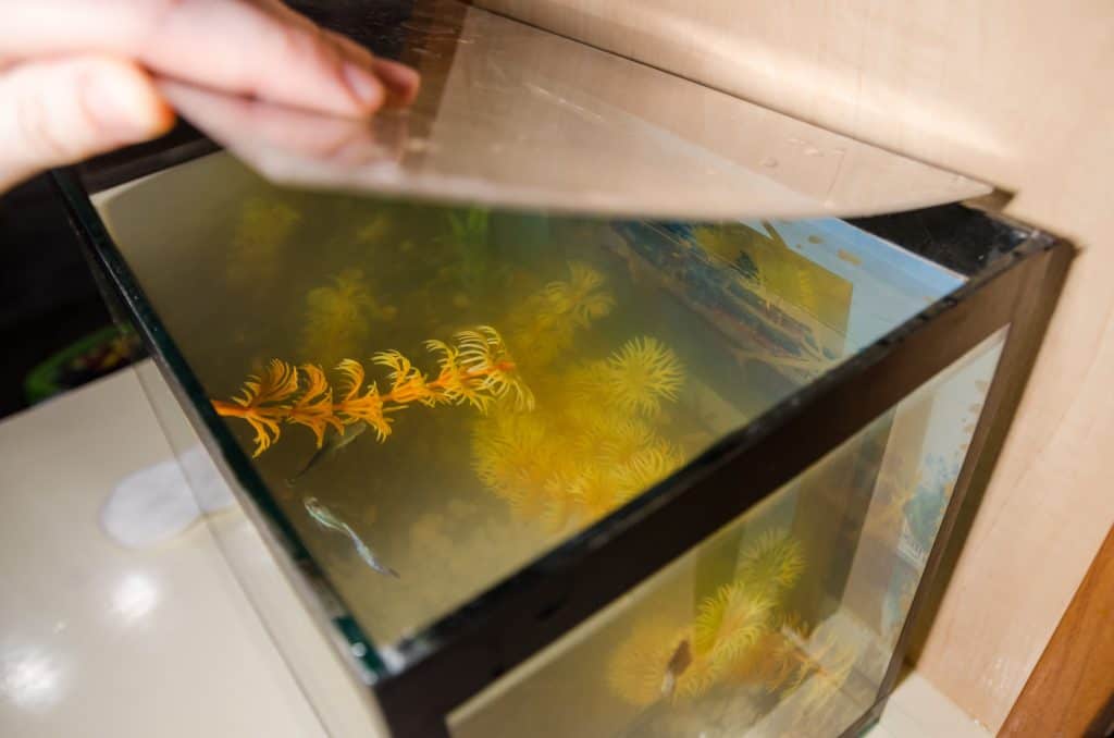 woman opening fish tank