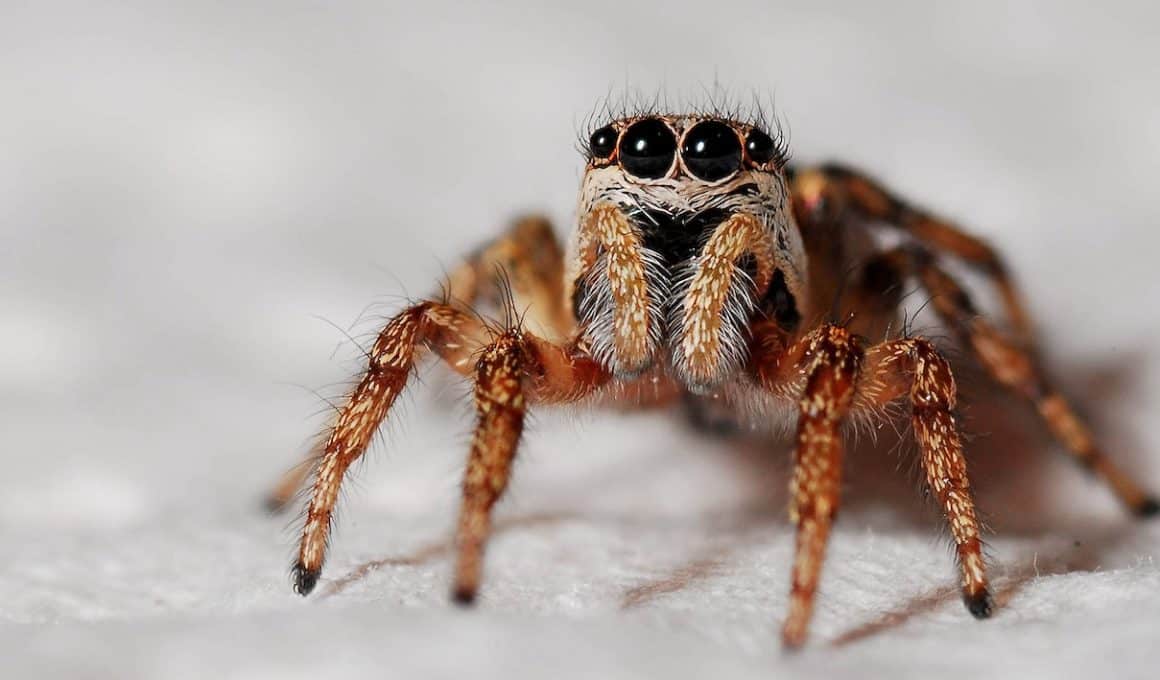 black and orange spider