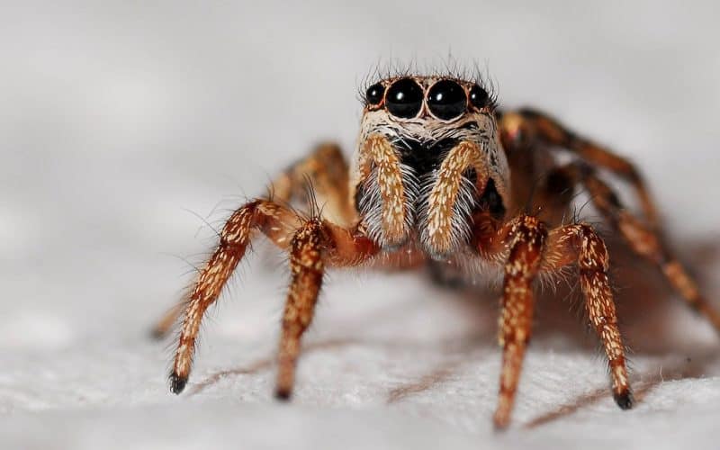 black and orange spider