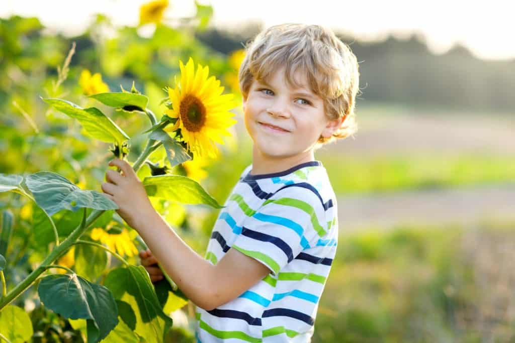 boy picking sunflower