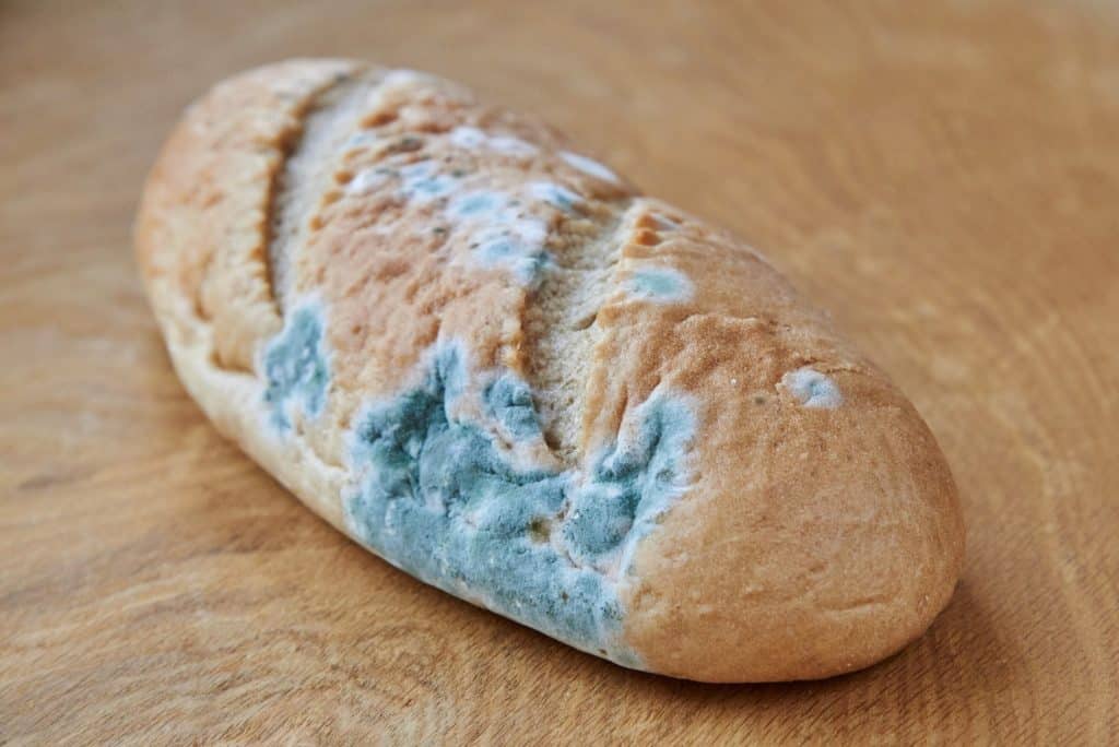bread with mold