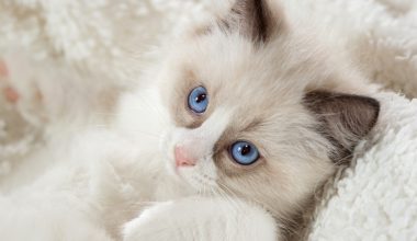 cute fluffy cat