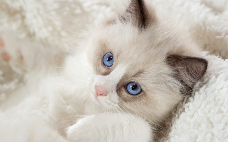 cute fluffy cat