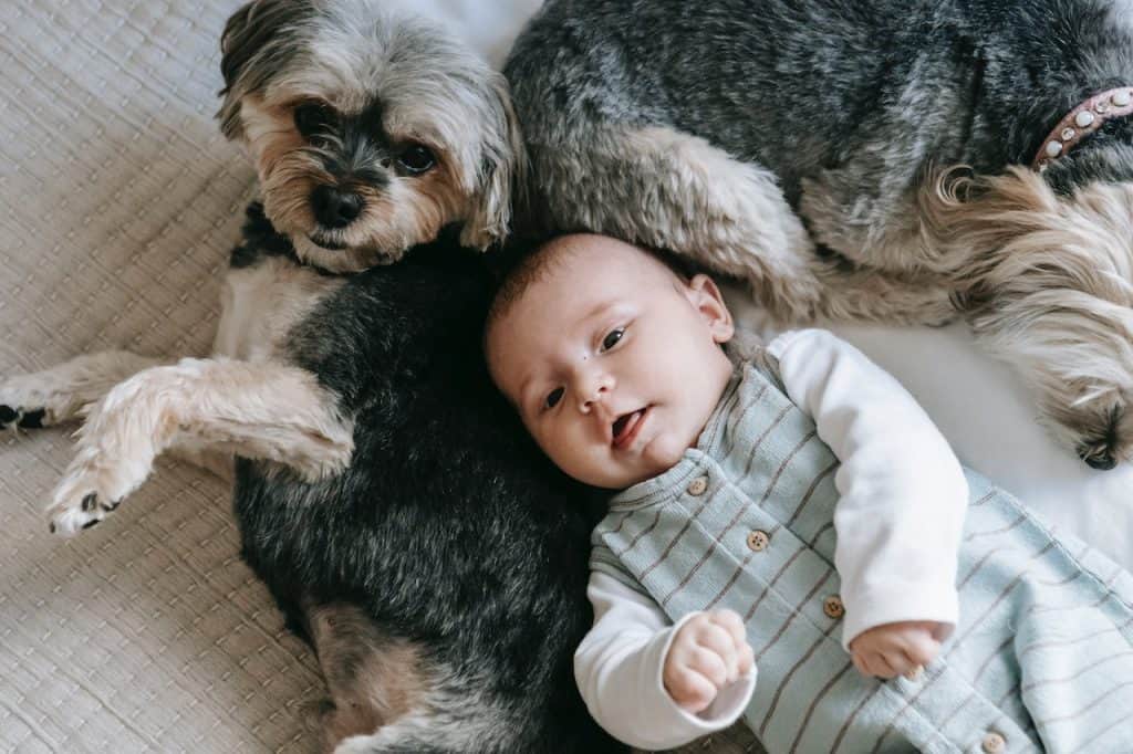 dog and baby