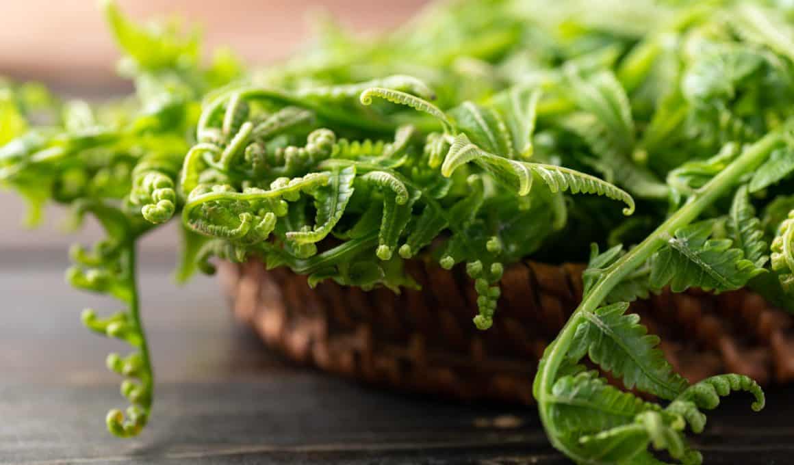 fiddlehead on basket