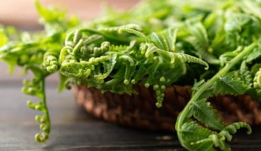 fiddlehead on basket