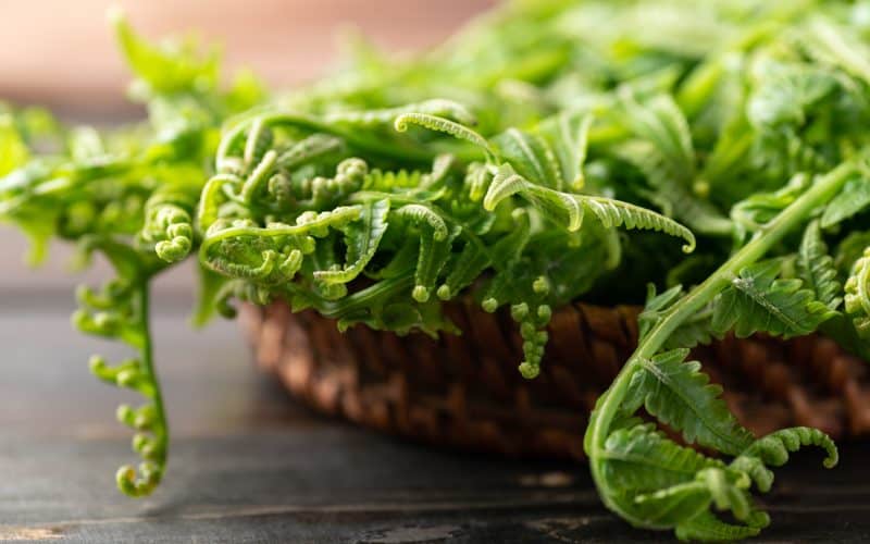 fiddlehead on basket