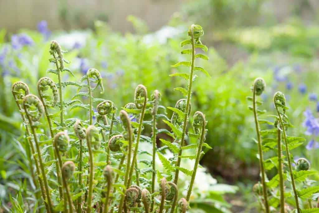 fiddleheads