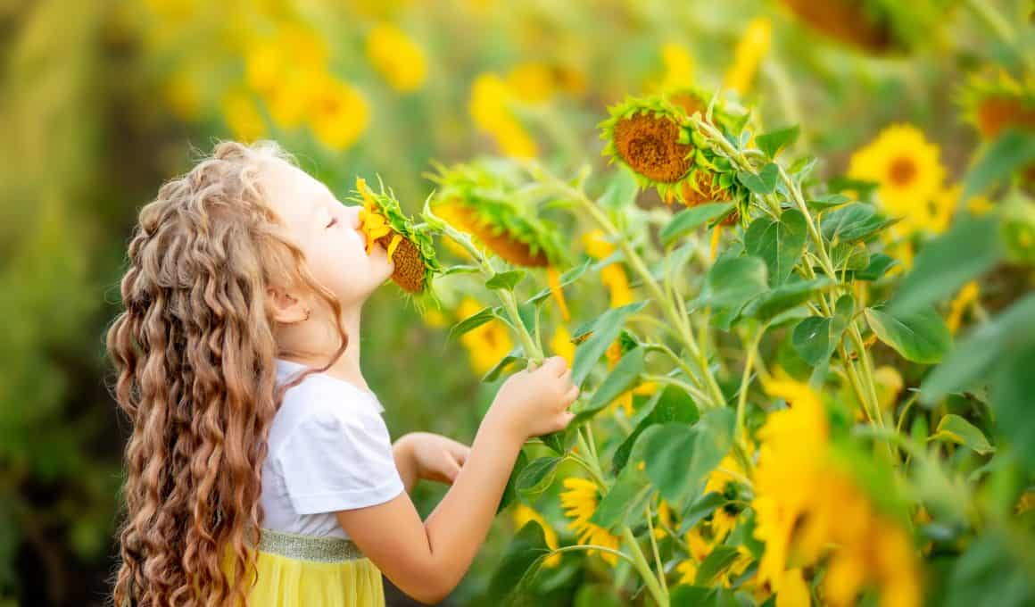 girl smelling sunflower