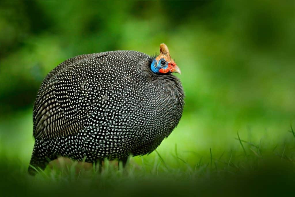 guinea fowl