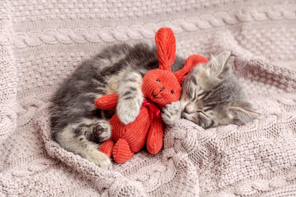 sleeping cat with toy